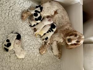 Chrissy and her puppies