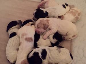 5 Blue Roan and 4 Orange Roan puppies