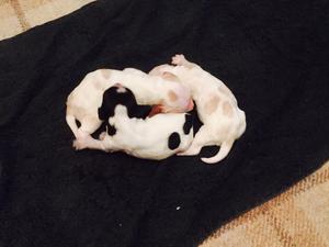 3 Beautiful Boys