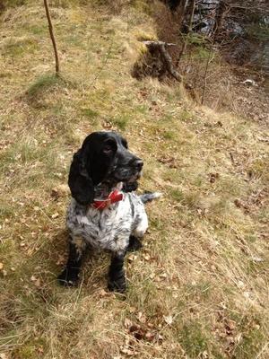 Tia enjoying her walk