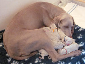 weimaraner newborn