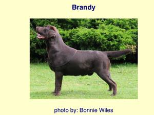 Dad - Brandy