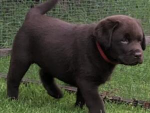 Two dark chocolate chunky boys available