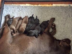 Teasel and her puppies