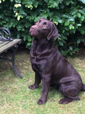 Bracken