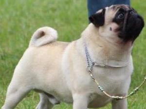 The Sire pet name Woody