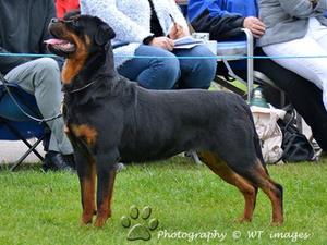 This is Eva's litter sister (puppies auntie)