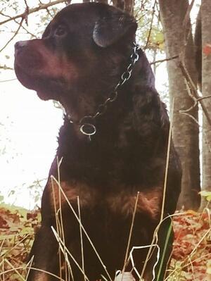 Percy