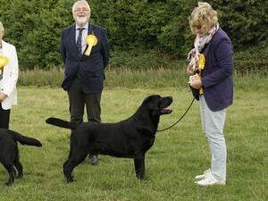 Tony Best In Show YLRC