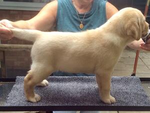 Clem at 8 weeks
