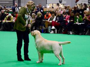 Boo in the ring at Crufts 2023