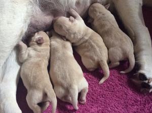 1 week old