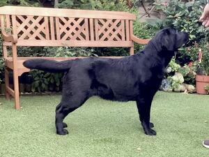Jack 8 months maturing very nicely