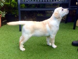 Catcha 15 weeks