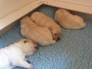 2 1/2 weeks