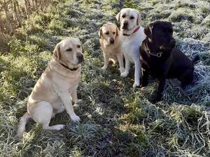 Wizard, Tod, Boo and Tony