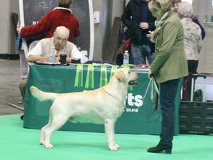 Boo at Crufts 2024 winning his class