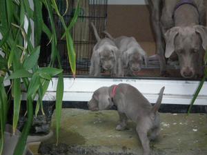 Puppies!