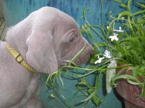 Puppy