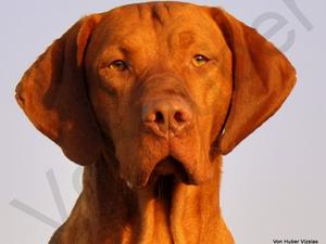 Sire - Ritka