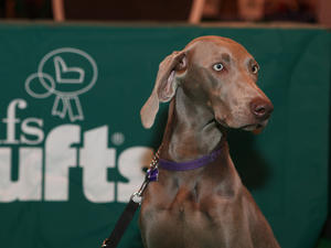 Darcy at Crufts 2011