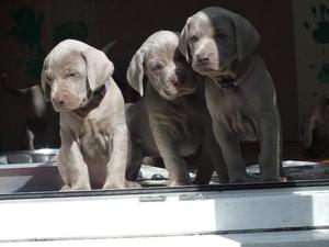 Puppy