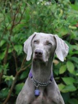 Darcy