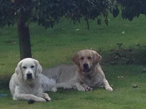 Maisie and Harvey