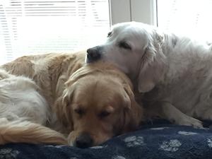 Harvey and Maisie