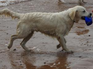 Maisie loving the beach