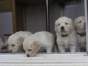 Puppies from litter now 5 weeks old