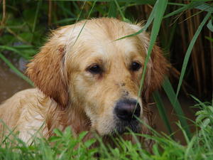 Harvey always in the water