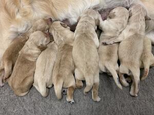 Maisy bell 2nd litter