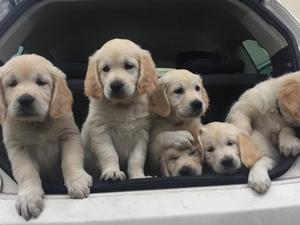 Last litter