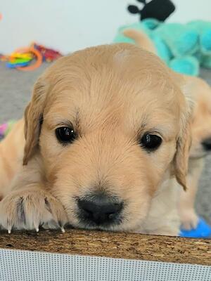 4 WEEKS OLD