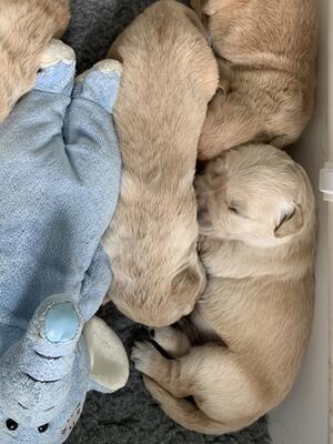 12 days old