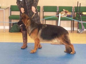 Qualifying for Crufts