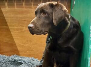 Waiting patiently on the show bench
