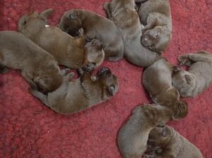 Tianas puppies 2021