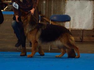Qualifying for Crufts