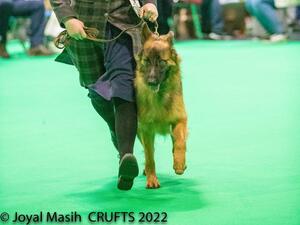 Crufts 2022