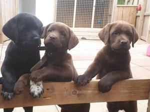 Ebeshb Venus's love with 2 of her litter sisters