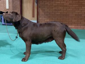 Qualification for Crufts 2023