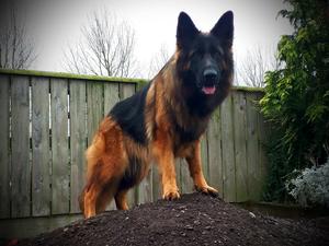 Brineack Erika at Ebeshb , Crufts 2019