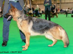 Elana being placed at Crufts