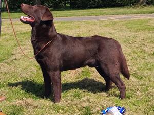Mowgli after qualifying for Crufts 2025