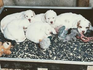 our litter