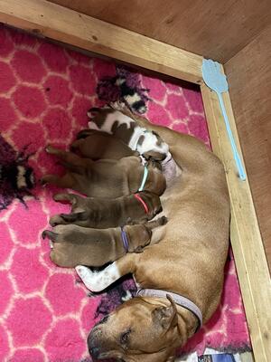 Pups at 2 weeks old