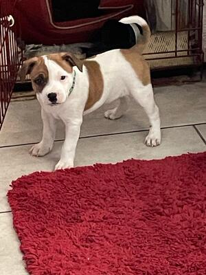 8 weeks old
