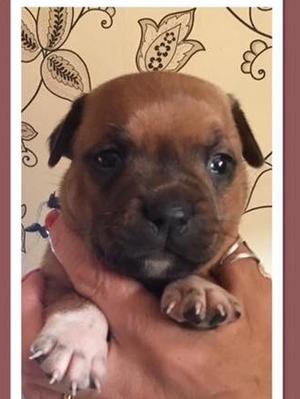 Male puppy